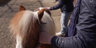 在动物救援中心，志愿者们为可爱的小马驹梳理毛发