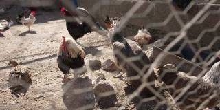 动物保护协会研究鸭与鸡的共生关系