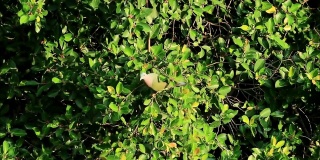 城市野生动物。野生厚嘴绿鸽子喜欢吃水果在一棵大树上在下午的阳光，曼谷，泰国