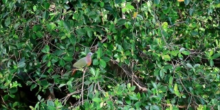 野生厚嘴绿鸽子在一棵大树上收集水果在城市绿地，曼谷，泰国
