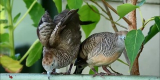 梳理和伸展野生斑马鸽子夫妇，在阳台上的植物，曼谷郊区，泰国