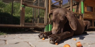 在狗狗救助中心，棕色混血狗正在吃胡萝卜