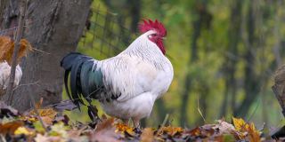彩色公鸡在农场里抓梳子的肖像。秋天的叶子在背景。红色原鸟，白天的自然光