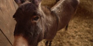 可爱和可爱的驴在畜棚在动物救援中心