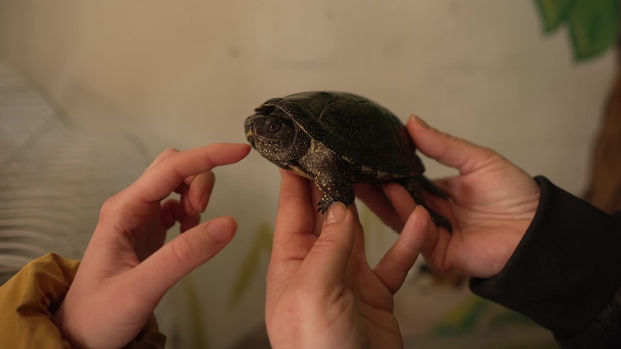 快乐的女性游客，在动物救援中心抚摸着这只奇异的海龟