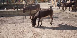 在动物救援中心，好奇的驴在阳光明媚的日子里探索