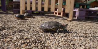 在动物救助中心协会，海龟在阳光明媚的日子里探险