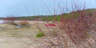 岸边的红船和柳树丛中