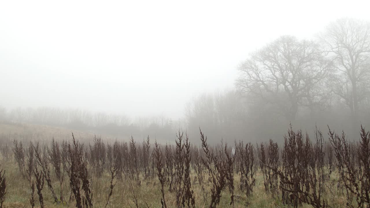 深冬/早春的田野上有雾。宽多莉。