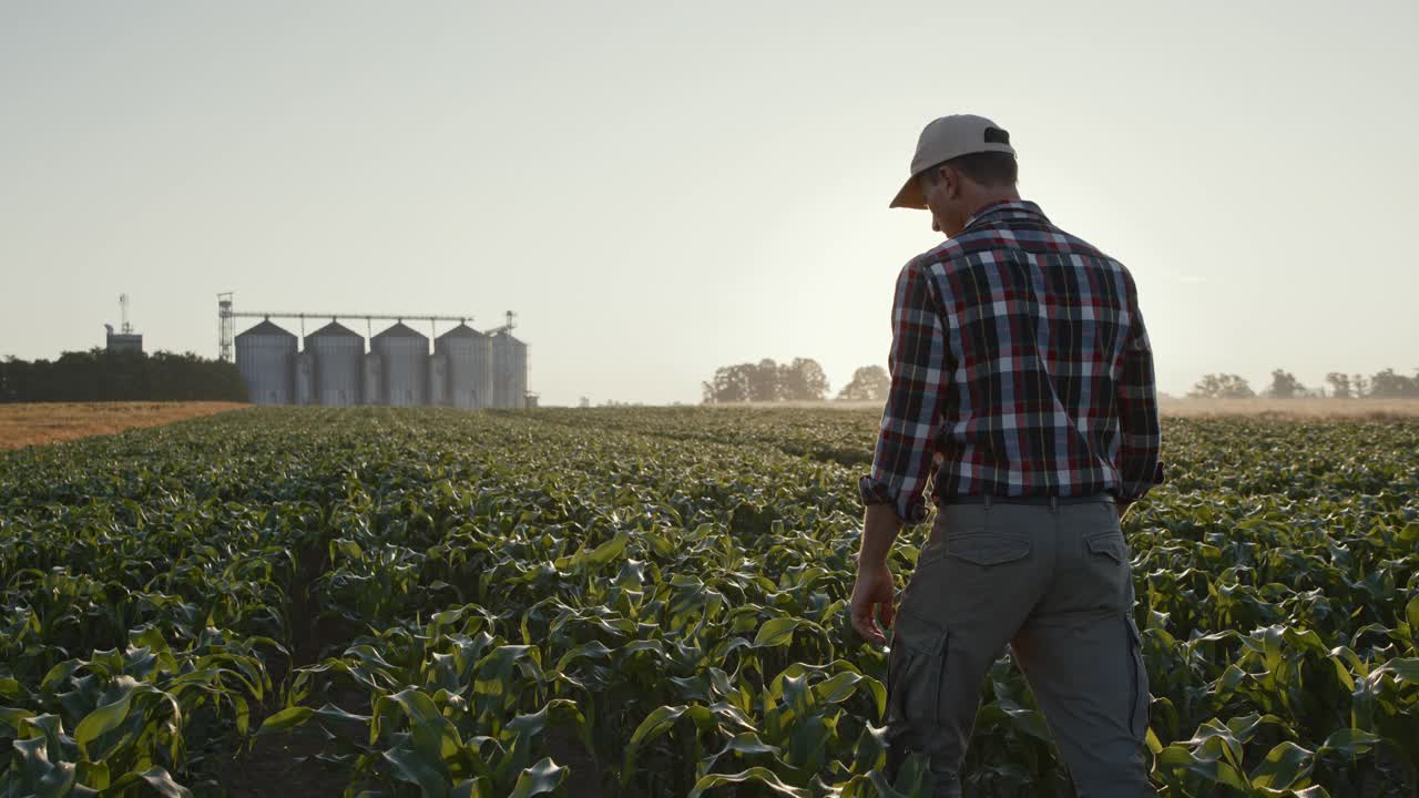 法默一边使用智能手机，一边在玉米地里行走，背景是谷仓
