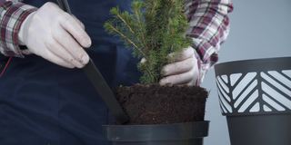 双手特写的男性园丁在制服和手套移栽室内植物的常绿针叶树属进入灰色背景内的新盆。在大花盆中重新种植小云杉