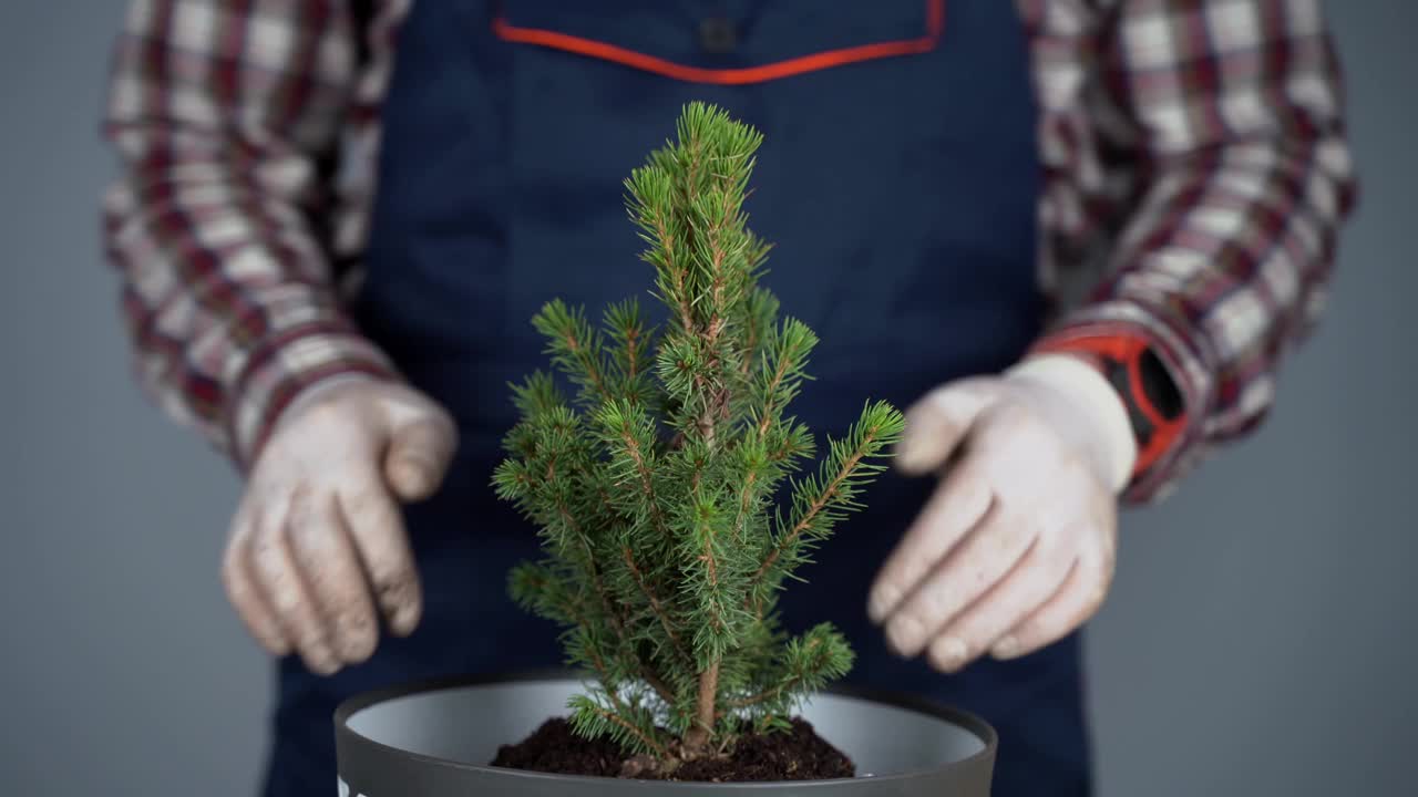 园艺的概念。移栽及播种新的植物，如冷杉树。手和锅的特写。一名园丁在一堵灰色墙的背景上的新盆里移植室内植物圆锥形云杉