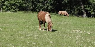 小金黄色的马吃绿色的草在一天在一个绿色的草地，在背景另一匹马在一个树叶茂密的森林前面，没有人，视频规格:Prores 422 HQ, 4K UHD, 29.97帧