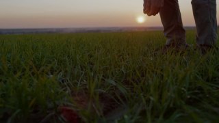黄昏时分，一名农民在田野上行走，检查植物视频素材模板下载