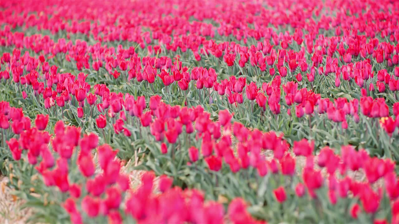 荷兰花卉种植园农场的农田上盛开的红色郁金香