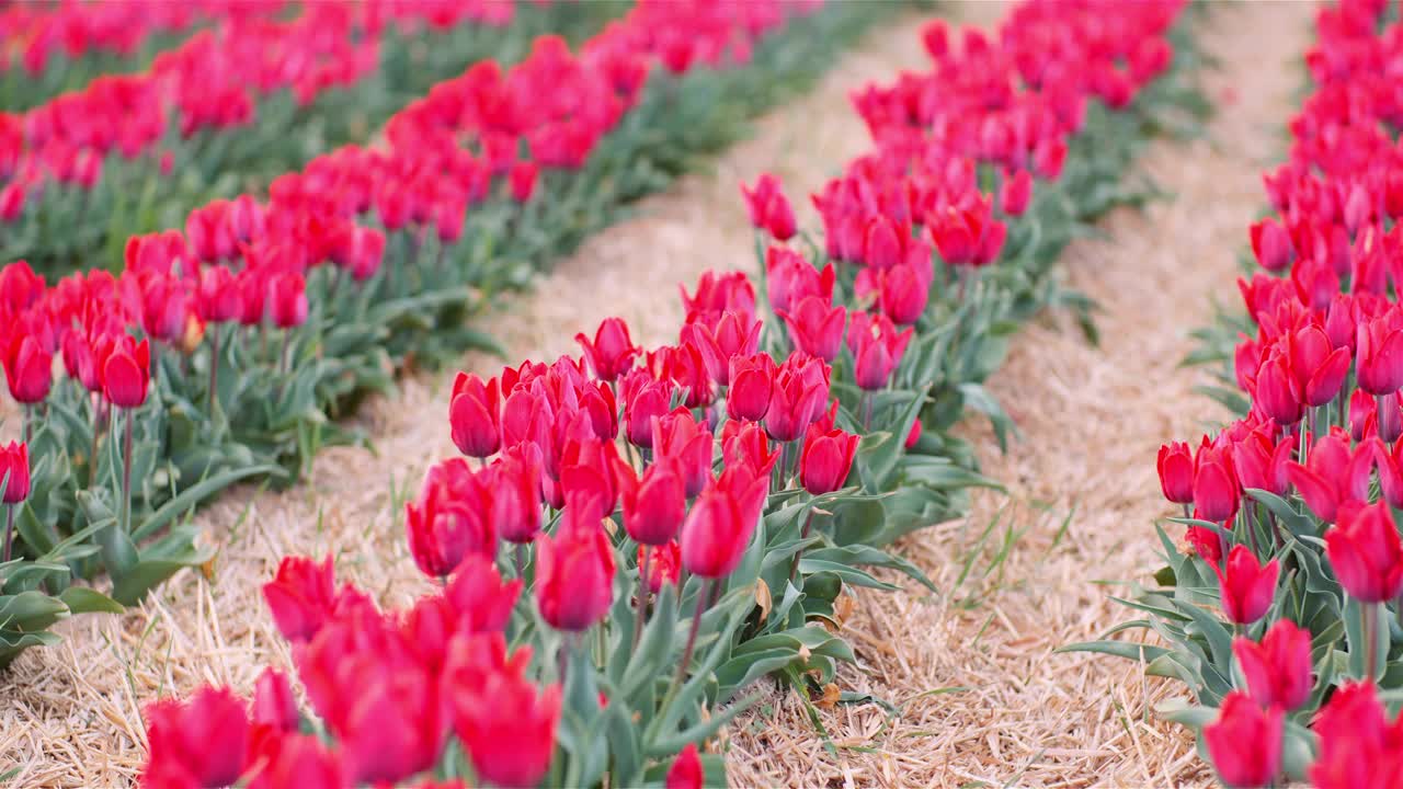 荷兰花卉种植园农场的农田上盛开的红色郁金香