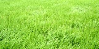 4k视频镜头水稻绿色的草地随风摇摆在绿色的田野现场白天的时间