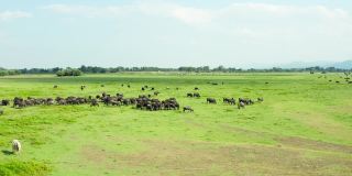 一群在草地上吃草的黑野牛。