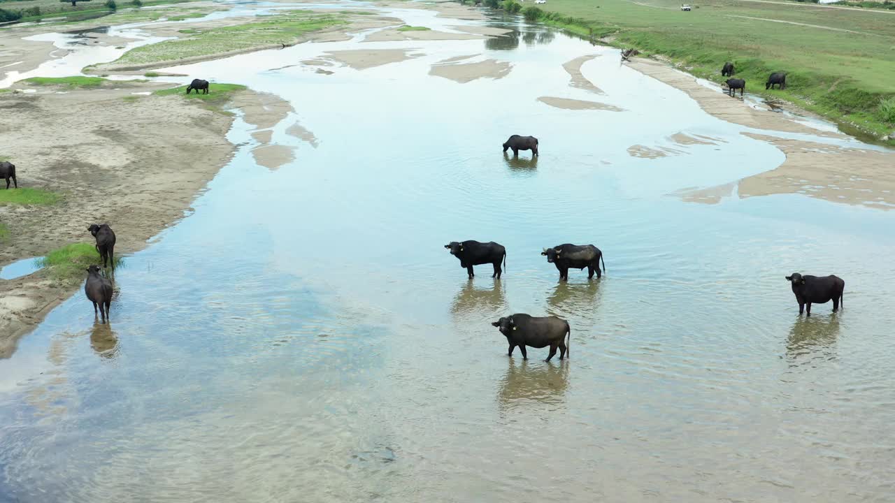 在水边吃草的黑野牛。