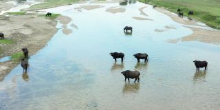 在水边吃草的黑野牛。