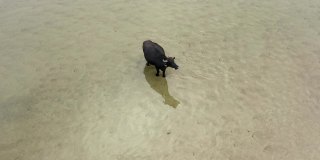黑野牛站在水里看着摄像机。