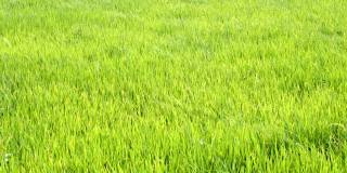 4k视频镜头水稻绿色的草地随风摇摆在绿色的田野现场白天的时间