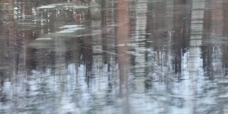 从车的侧窗看到雪林。视频。在冬天快速驾车经过一片松树林。真正的大自然在寒冷的天气里，冬天的背景