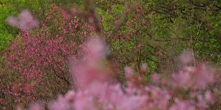樱花盛开的台北春景，台湾