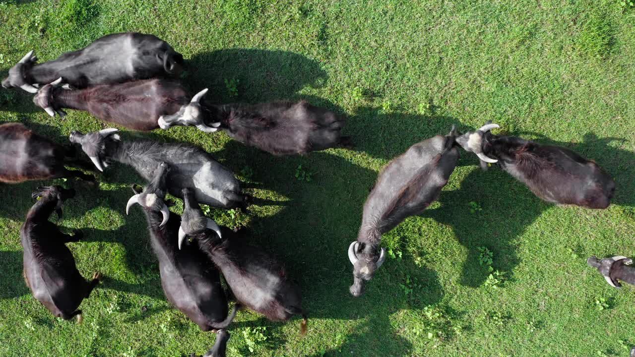 一群在草地上吃草的黑野牛。