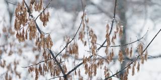 干燥的白蜡树(白蜡树)种子上的嫩枝上覆盖着雪，背景是模糊的蓝色。冰雪覆盖的白蜡树的种子在冬天的雪中凝固。冬天冰雪覆盖的城市公园。雪花飘落