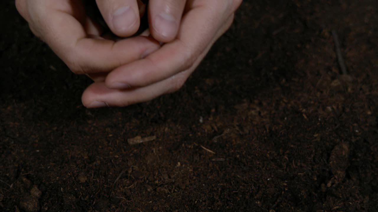 男人持有棕色栗子树发芽在棕榈慢动作春天花园园丁的手种植花卉鳞茎在地上。在土壤中短促种植板栗幼苗。农民双手靠近。