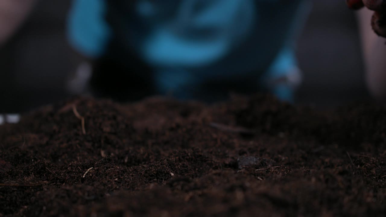 春天花园园丁手种植花卉鳞茎在地上。在土壤中短促种植板栗幼苗。农民双手靠近。男人用手掌按住栗树芽的慢动作