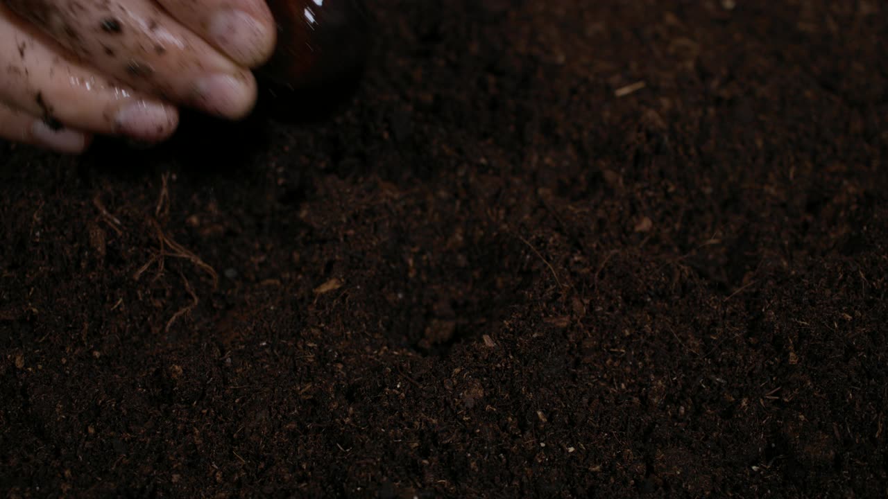 春天花园园丁手种植花卉鳞茎在地上。在土壤中短促种植板栗幼苗。农民双手靠近。男人用手掌按住栗树芽的慢动作