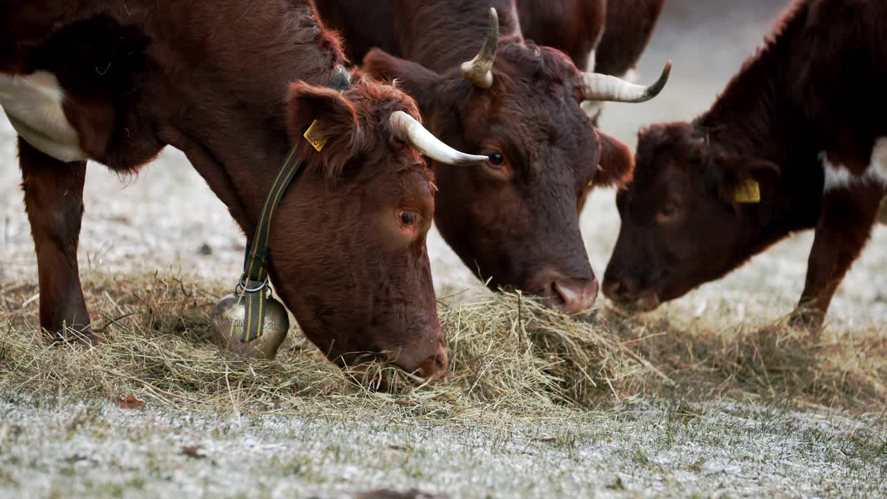 一群在冻僵的田野上吃干草的牛