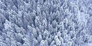 4K无人机拍摄的无穷无尽的白雪覆盖的冷杉树林