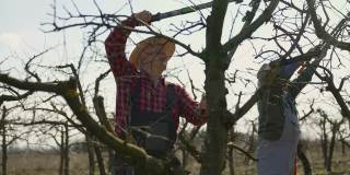 果农在春天修剪苹果树