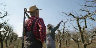 高级农学家春季在果园里修剪树木