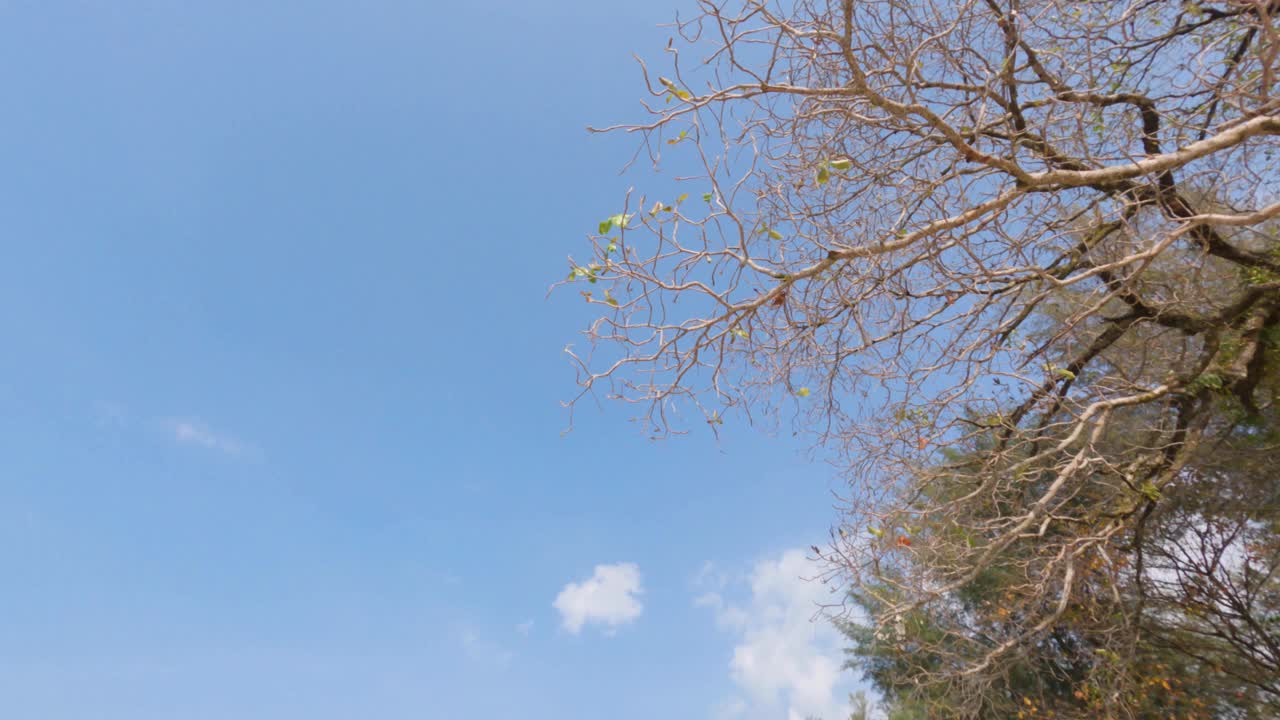 时光流逝的云景在晴朗的一天蓝色的天空背景。枯死树枝干在蓝色的天空与丝绸马戏团云。云在大气中飞行。秋天的阳光洒在树上。B卷