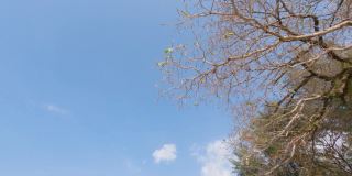 时光流逝的云景在晴朗的一天蓝色的天空背景。枯死树枝干在蓝色的天空与丝绸马戏团云。云在大气中飞行。秋天的阳光洒在树上。B卷