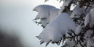 雪和冰下的杜松树枝和球果，在阴天下雪天。雪后霜冻的冬天。大自然永无止境的美丽。雪下的杜松子