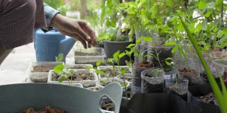 女园丁用手在家中回用的塑料容器中舀有机堆肥种植幼树。