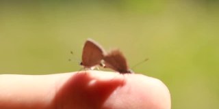 两只蝴蝶在一根手指上交配