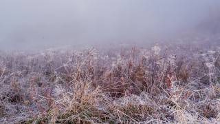 田野在雾中。冬天寒冷的早晨，田野上冻住了的草。草上覆盖着白霜。冬季的开始。冷淡的阳光明媚的早晨。草地上的冰。草地上的冰晶视频素材模板下载