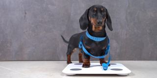 有趣的运动腊肠小狗裹着柔软的尺子，做出身体体积的控制，站在磅秤上称自己的体重