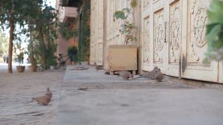 中国新疆喀什古城的鸽子。视频素材模板下载