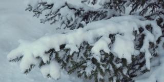 云杉的树枝上覆盖着厚厚的一层雪。白雪覆盖的圣诞树。美丽的森林，冬天公园里的树木。