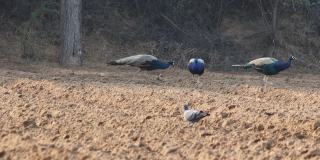 一群孔雀和鸽子在田野里寻找食物，