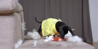 淘气的腊肠小狗穿着黄色的t恤在客厅灰色的软沙发上撕扯着白色填充物的小玩具