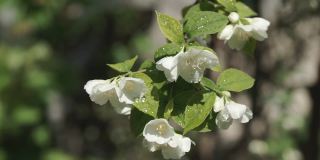 白色花的茉莉花或茉莉花与滴在灌木在春天。特写镜头。