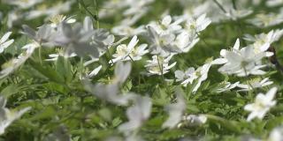初春白色的雪花莲在湖岸，初春白色的花在春林里。美丽的野雪花莲绽放